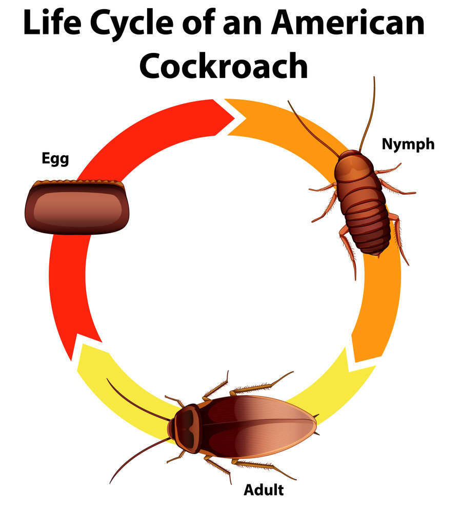biologia cucaracha