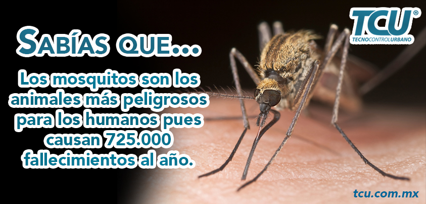 sabias mosquito