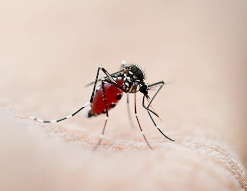biologia mosquitos