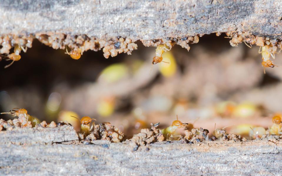 termitas infestacion