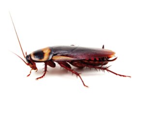 cucaracha1_web