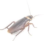 cucaracha2_web