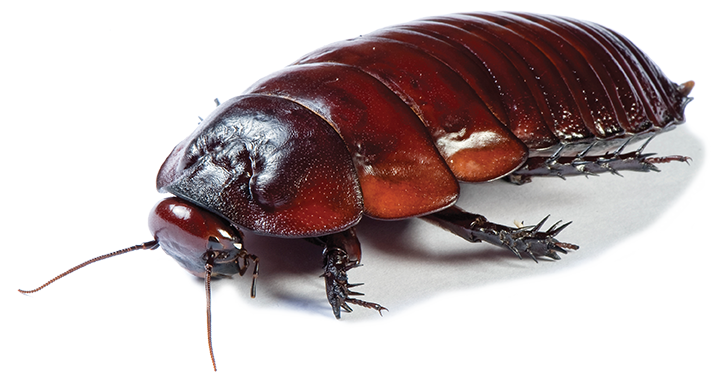 cucaracha oriental copy