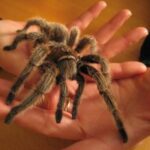 tarantula