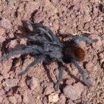 tarantula_web