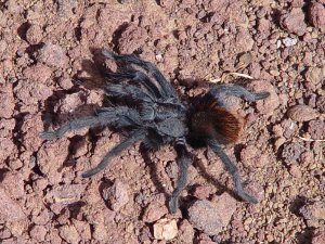 tarantula_web