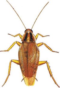 cucaracha_alemana_web