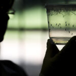 01zika mosquito