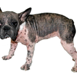 demodex canis3 2