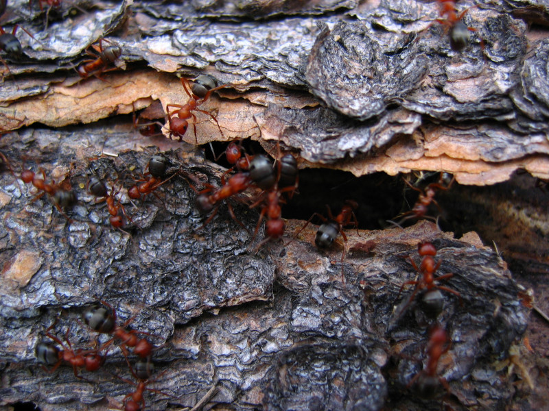 Hormigas Invasoras y Riesgos para la Biodiversidad: Estrategias de Manejo y Control